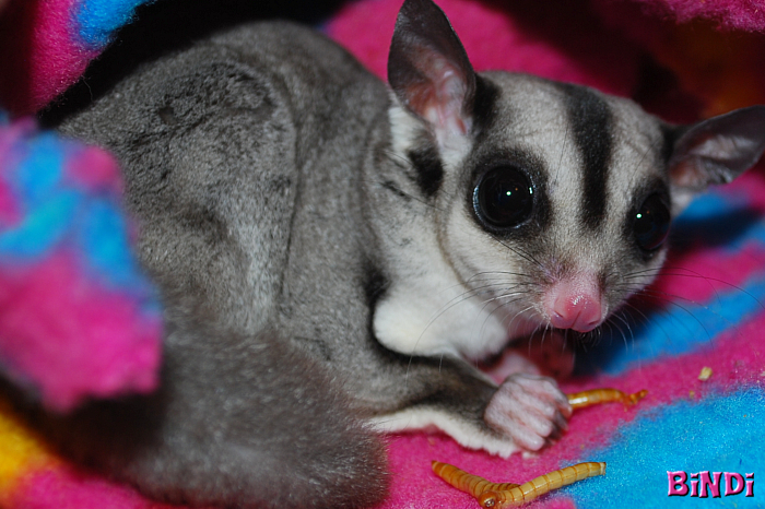 Photo of Bindi