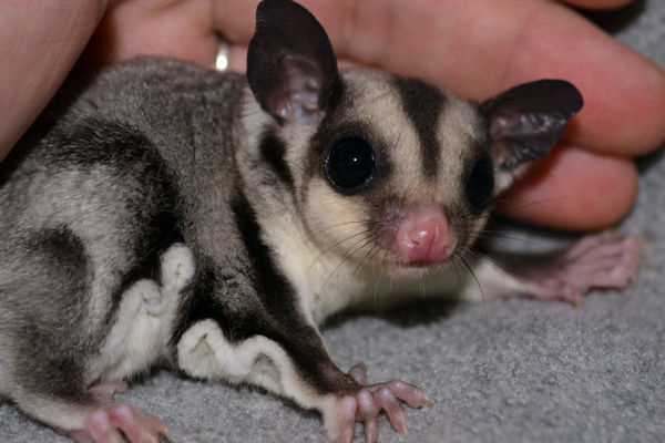 Photo of Dazzle