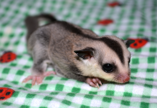 Photo of Jester