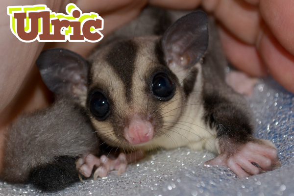 Photo of Ulric