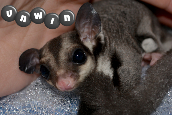 Photo of Unwin