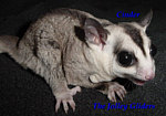 Photo of Cinder