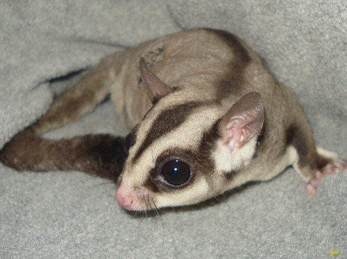 Photo of Juno