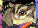 Photo of Brisbee
