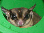 Photo of Erwin