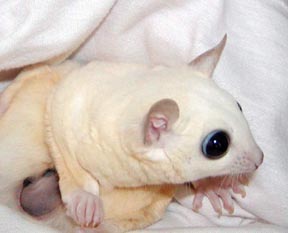 Photo of Sesamie